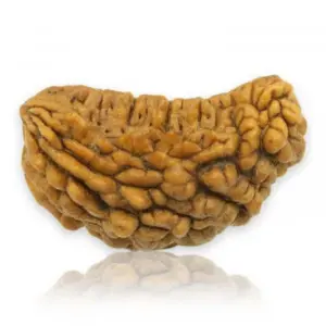9 mukhi